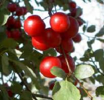 fruit