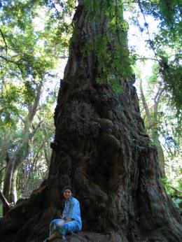 redwood
